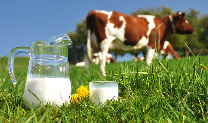 Fermierii din sectorul laptelui